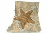 Bargain, Ordovician Starfish (Petraster?) Fossil - Morocco #226689-1